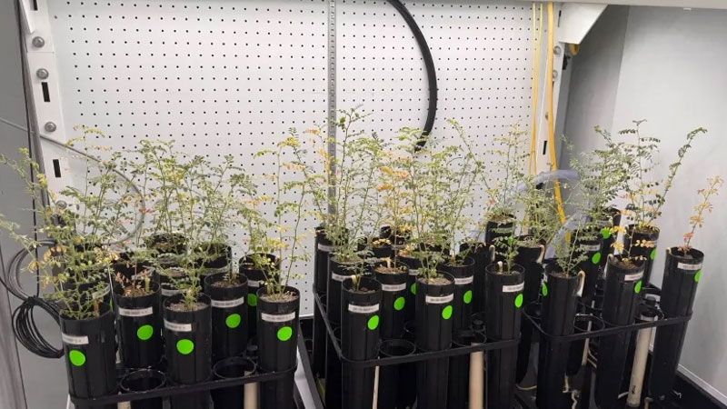 Cientistas cultivam ervilhas em solo lunar artificial, mas não se atrevem a experimentá‑las como sopa